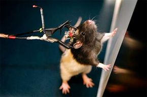 Sensors are attached to electrodes embedded in this rat's brain. Researchers in Norway used this experiment to help determine that the brain makes memories using a kind of GPS navigation system, and codes memories spatially.“width=