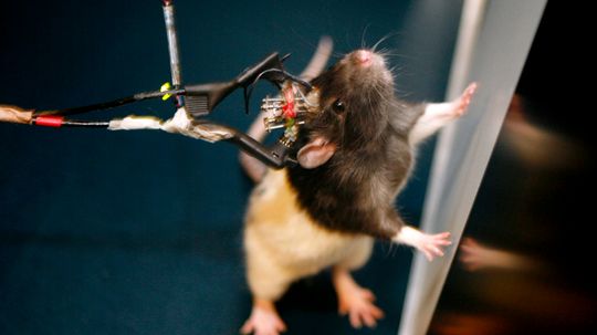 How can studies on rats apply to humans?