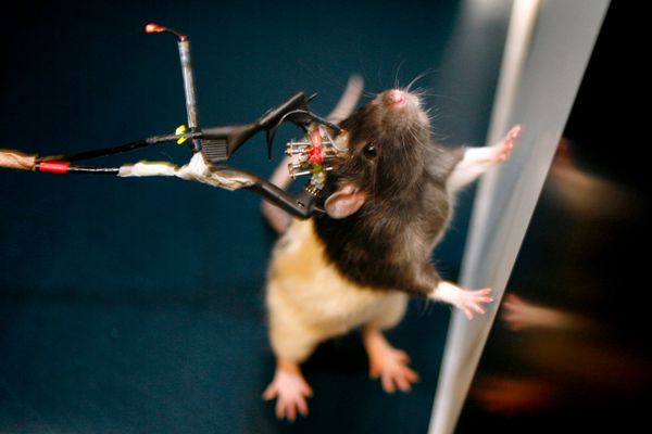 rat with sensors