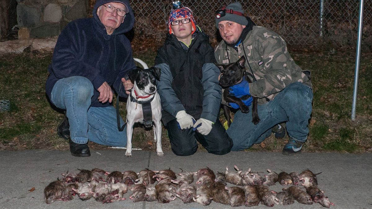 Do Rat Terriers Kill Rats