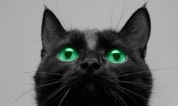 Black cats' association with the devil was bad news for the women whose paths they crossed.