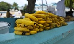 Many banana-bearing boats used to sink, and the association gave rise to a longstanding superstition.