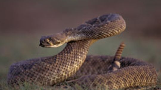 How to Scare Away Rattlesnakes