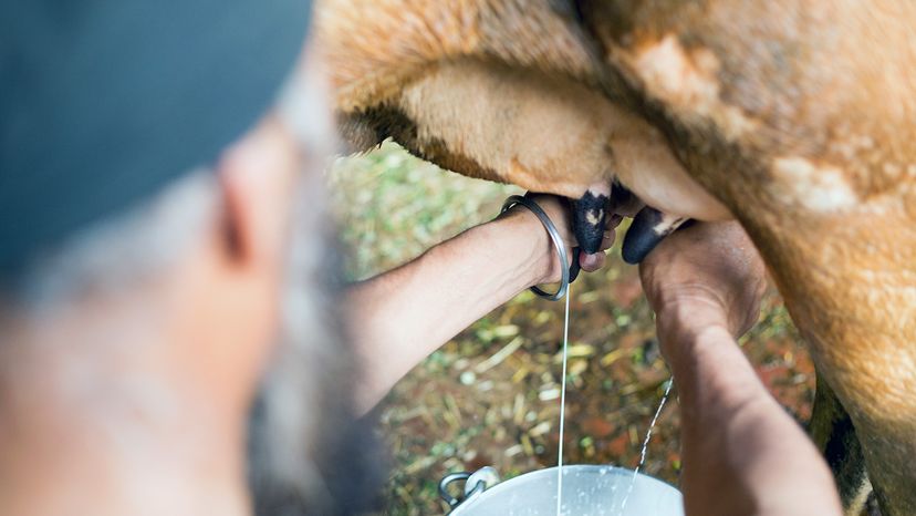 milking cow