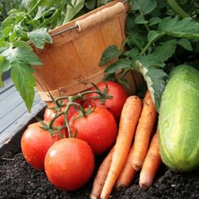 Vegetables in a small garden