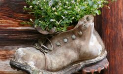 Old, weathered boot with a purple-flowered plant growing out of it. The boot is hanging on a wooden wall.