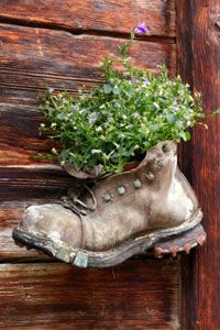 Old, weathered boot with a purple-flowered plant growing out of it. The boot is hanging on a wooden wall.