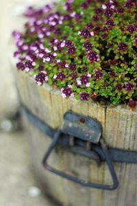 An extreme shallow DOF shot of purple thyme flowers in a wooden planter.