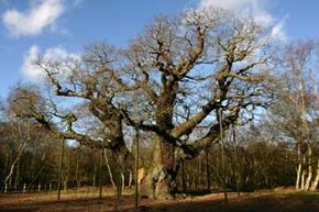 According to folklore, the venerable Major Oak in Sherwood Forest served as a hideout for Robin Hood and his band of merry men.
