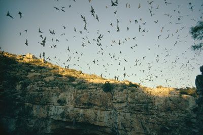 Mexican free-tailed bats