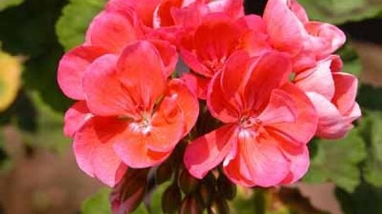 帝王，玛莎·华盛顿，华盛顿夫人天竺葵，天竺葵＂width=