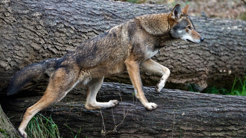 World S Largest Wolves By Weight The