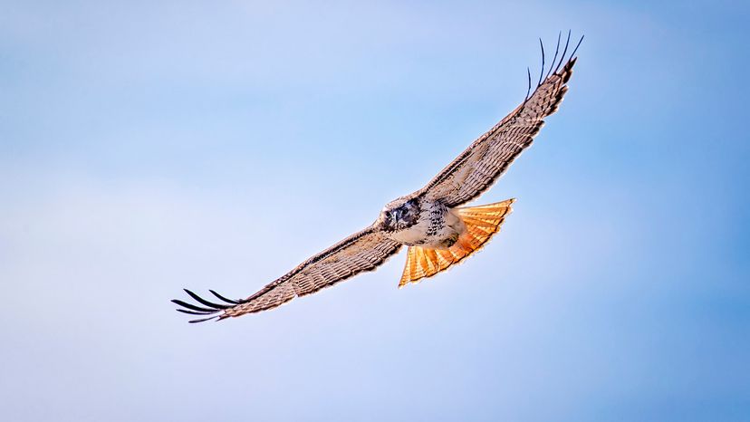 red tailed hawk flying