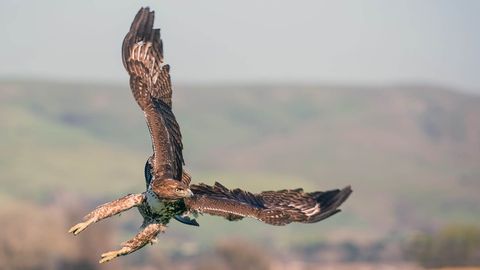 Red-tailed Hawks Are Way Bigger, Faster and More Common Than You Realize - Vimarsana News