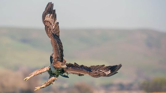 Red-tailed Hawks Are Way Bigger, Faster and More Common Than You Realize