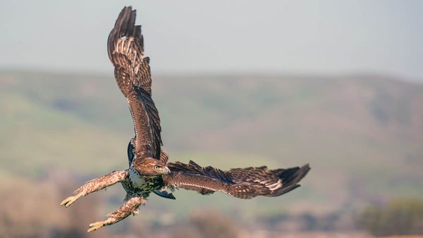 Red-tailed hawk