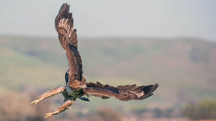 Little Tough Guys: The World's Small Raptors