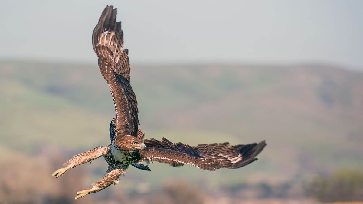 Most Common Birds of Prey in Texas