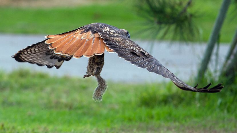 red tailed hawk hunting squirrel