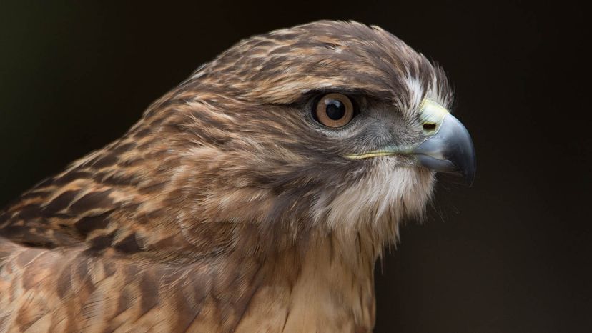 Red-tailed hawk