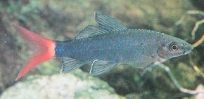 Red-Tailed Shark -- epalzeorhynchus bicolor See more aquarium fish pictures.