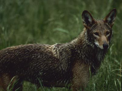 red wolf