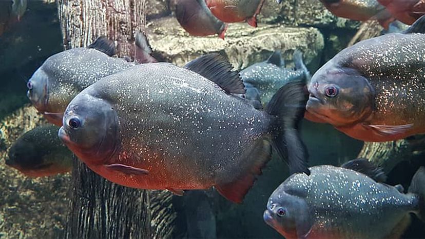 Red bellied piranha	
