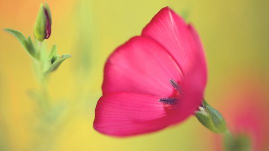 红色亚麻＂width=