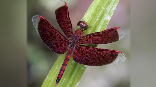 Dragonflies: Ancient and Aggressive Insect Aviators