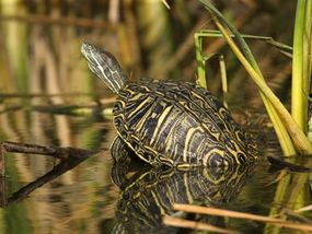 Turtles and other long-lived creatures are the subjects of much scientific research.