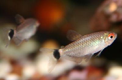 Red-eye Tetra