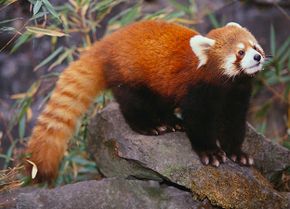 Red panda