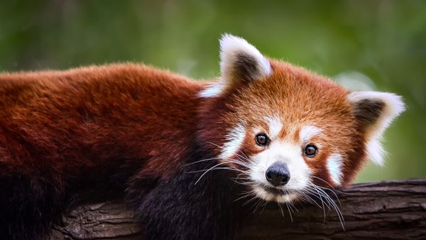 red panda