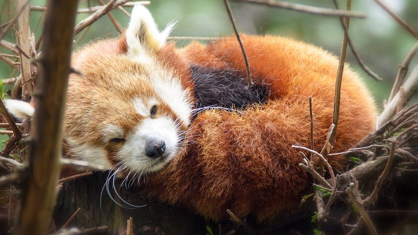 red panda