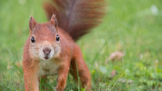 The American Red Squirrel Is Small, Territorial and Aggressive