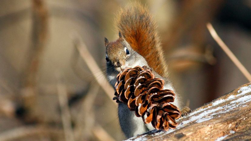 red squirrel