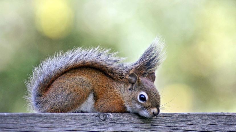 red squirrel