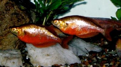 Red Rainbowfish