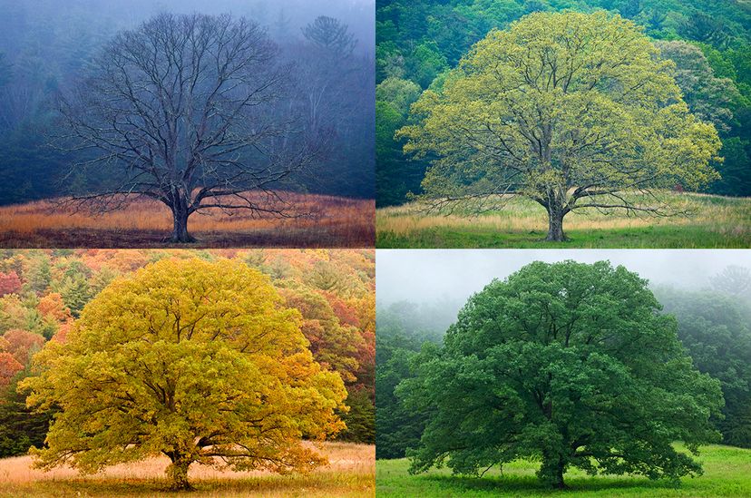 four seasons, spring, summer, winter, fall, depicted with single tree