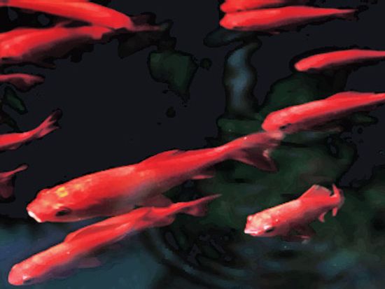 18新利最新登入鲑产卵是如何运作的吗”class=