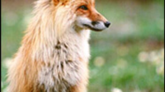 Red Fox