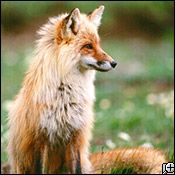 red fox