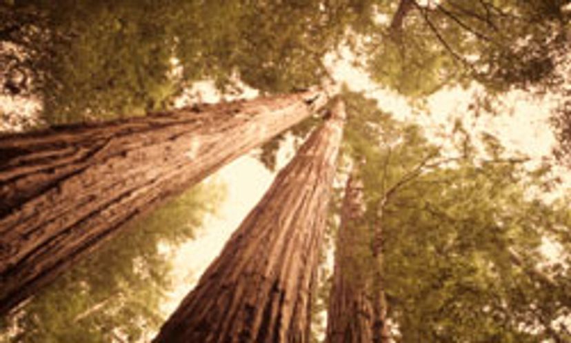 The Ultimate Redwood National Park Quiz
