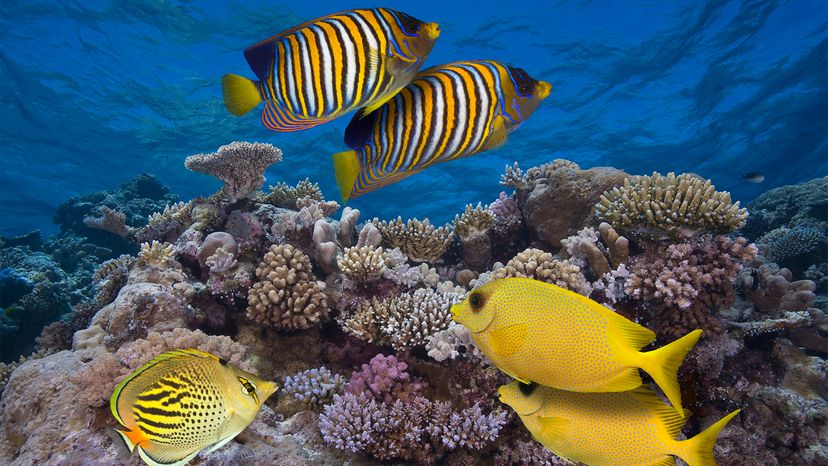 Thriving reef fisheries continue to provide food despite coral