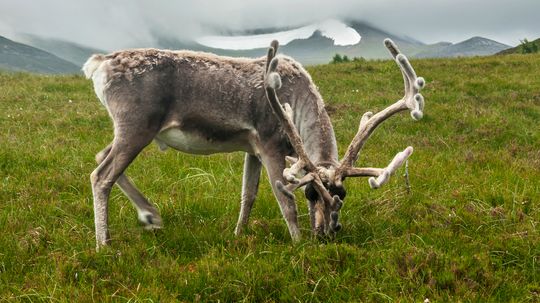 How do reindeer find enough food in the tundra?