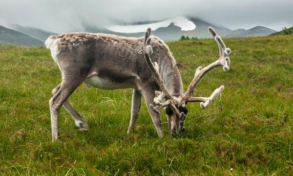 Animal basking in nature's beauty atop mountain grass.