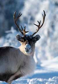 Reindeer Lichen: Food of Santa's Reindeer