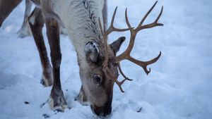 Snowy winter nature scene, deer peacefully grazing.