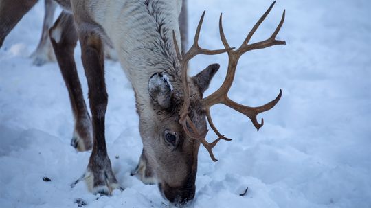 What Do Reindeer Do When They're Not Pulling Santa's Sleigh?