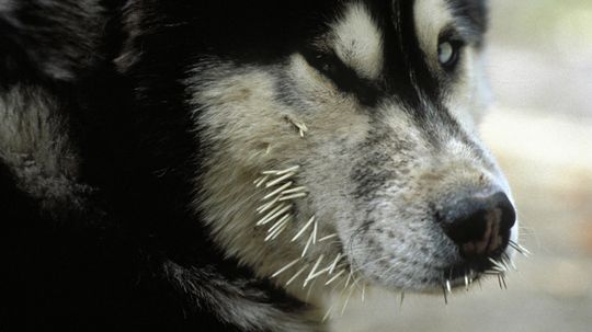 What's the best way to remove porcupine quills?